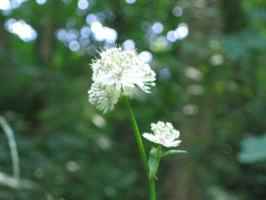 Fleurs blanches en corymbe. Agrandir dans une nouvelle fenêtre (ou onglet)