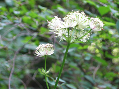 Fleurs blanches en corymbe. Agrandir dans une nouvelle fenêtre (ou onglet)