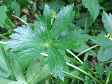 Feuilles palmées et comportant 5 ou 7 segments séparés. Agrandir dans une nouvelle fenêtre (ou onglet)