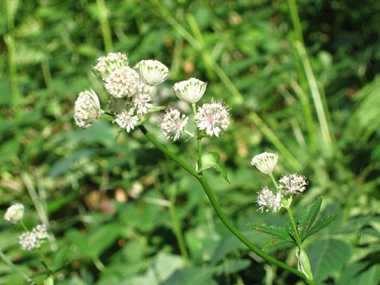 Fleurs blanches en corymbe. Agrandir dans une nouvelle fenêtre (ou onglet)