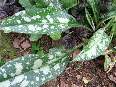 Feuille basilaires tachetées rétrécies en pétiole. Agrandir dans une nouvelle fenêtre (ou onglet)