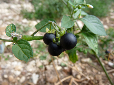 Fruits en forme de baies d'un centimètre de diamètre, d'abord vertes. Agrandir dans une nouvelle fenêtre (ou onglet)