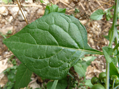 Feuilles simples pétiolées, alternes. Souvent dentées, elles sont de forme ovale à lancéolée. Agrandir dans une nouvelle fenêtre (ou onglet)