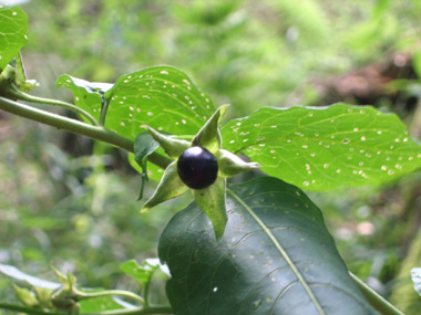 Fruits en forme de baies d'un centimètre de diamètre, d'abord vertes. Agrandir dans une nouvelle fenêtre (ou onglet)