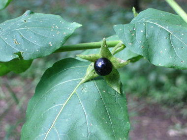 Fruits en forme de baies d'un centimètre de diamètre, d'abord vertes. Agrandir dans une nouvelle fenêtre (ou onglet)