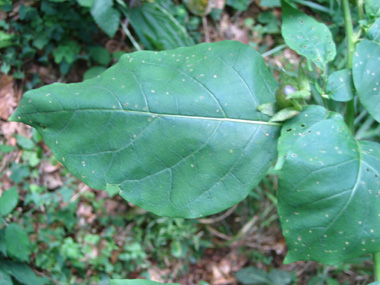 Feuilles simples pétiolées, alternes. Souvent dentées, elles sont de forme ovale à lancéolée. Agrandir dans une nouvelle fenêtre (ou onglet)