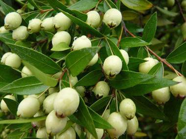 Fruits en forme de baies bleu noirâtres à maturité. Agrandir dans une nouvelle fenêtre (ou onglet)