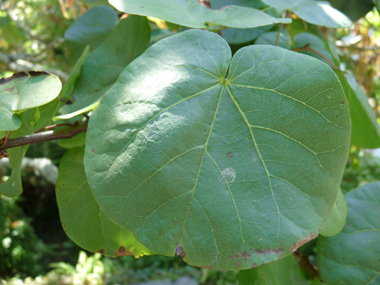 Feuilles alternes et arrondies en cœur à la base. Agrandir dans une nouvelle fenêtre (ou onglet)