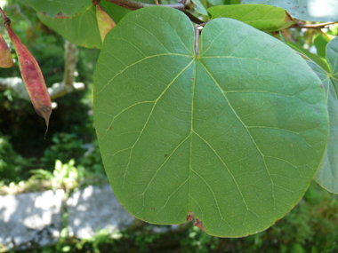 Feuilles alternes et arrondies en cœur à la base. Agrandir dans une nouvelle fenêtre (ou onglet)