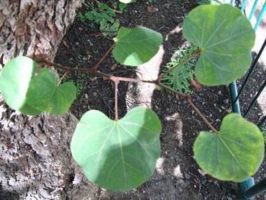 Feuilles alternes et arrondies en cœur à la base. Agrandir dans une nouvelle fenêtre (ou onglet)