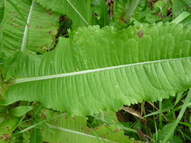 Feuilles coriaces opposées réunies à la base en une sorte de cuvette. Agrandir dans une nouvelle fenêtre (ou onglet)