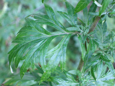 Feuilles vert foncé découpées longues (jusqu'à 8 cm de long), les basilaires étant longuement pétiolées. Ces feuilles dégagent une odeur d'absinthe quand on les froisse. Agrandir dans une nouvelle fenêtre (ou onglet)