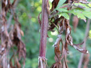 Tige ramifiée de couleur pourpre. Agrandir dans une nouvelle fenêtre (ou onglet)