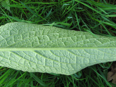 Face inférieure de la feuille. Agrandir dans une nouvelle fenêtre (ou onglet)