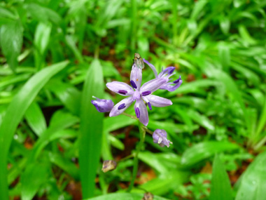 Nombreuses fleurs bleues regroupées en grappes. Agrandir dans une nouvelle fenêtre (ou onglet)