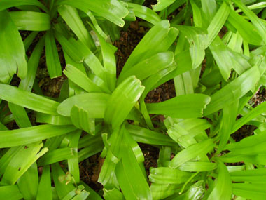 Nombreuses feuilles oblongues. Agrandir dans une nouvelle fenêtre (ou onglet)