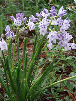 Nombreuses fleurs bleues regroupées en grappes. Agrandir dans une nouvelle fenêtre (ou onglet)