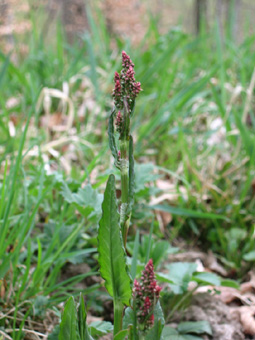 Fleurs regroupées et formant des panicules allongées. Agrandir dans une nouvelle fenêtre ou onglet)