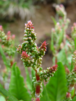 Fleurs regroupées et formant des panicules allongées. Agrandir dans une nouvelle fenêtre (ou onglet)