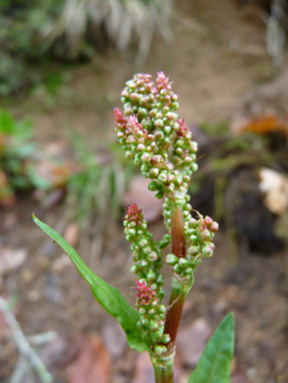 Fleurs regroupées et formant des panicules allongées. Agrandir dans une nouvelle fenêtre (ou onglet)