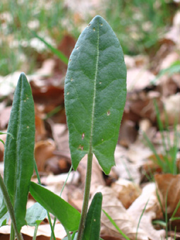 Grandes feuilles alternes et pétiolées ressemblant parfois à des flèches. Agrandir dans une nouvelle fenêtre (ou onglet)