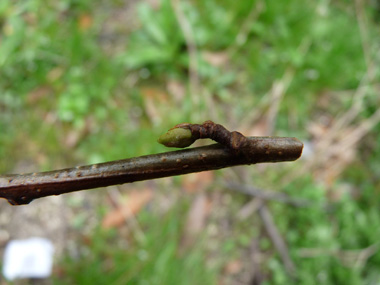 Bourgeons aigus écartés du rameau et présents à l'extrémité d'un pédoncule d'environ 5 mm. Agrandir dans une nouvelle fenêtre (ou onglet)