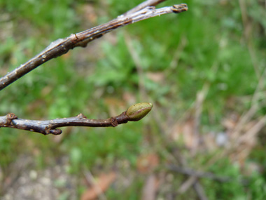 Bourgeons aigus écartés du rameau et présents à l'extrémité d'un pédoncule d'environ 5 mm. Agrandir dans une nouvelle fenêtre (ou onglet)