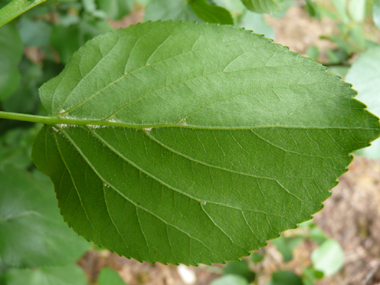 Verso des feuilles. Agrandir dans une nouvelle fenêtre (ou onglet)