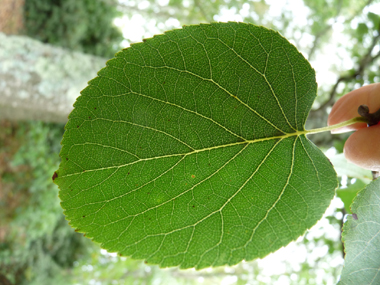 Feuilles alternes, régulièrement denticulées, ovales et en forme de cœur à la base. Agrandir dans une nouvelle fenêtre (ou onglet)