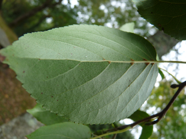 Verso des feuilles. Agrandir dans une nouvelle fenêtre (ou onglet)