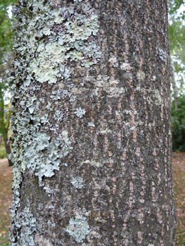 Écorce brun à gris pâle recouverte de lenticelles quand il est jeune. Agrandir dans une nouvelle fenêtre (ou onglet)