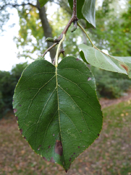 Feuilles alternes, régulièrement denticulées, ovales et en forme de cœur à la base. Agrandir dans une nouvelle fenêtre (ou onglet)