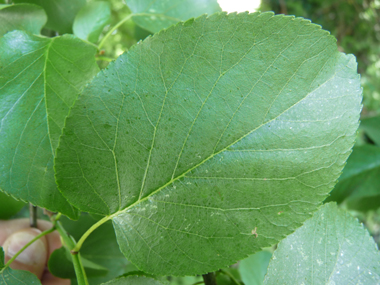 Feuilles alternes, régulièrement denticulées, ovales et en forme de cœur à la base. Agrandir dans une nouvelle fenêtre (ou onglet)