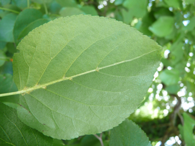 Verso des feuilles. Agrandir dans une nouvelle fenêtre (ou onglet)