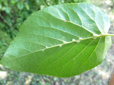 Verso des feuilles. Agrandir dans une nouvelle fenêtre (ou onglet)