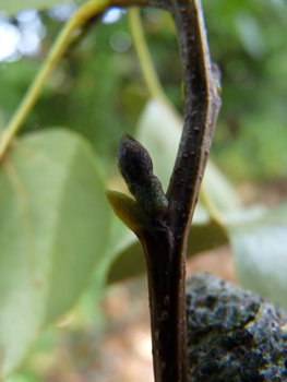 Bourgeons aigus écartés du rameau et présents à l'extrémité d'un pédoncule d'environ 5 mm. Agrandir dans une nouvelle fenêtre (ou onglet)