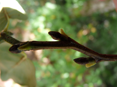 Bourgeons aigus écartés du rameau et présents à l'extrémité d'un pédoncule d'environ 5 mm. Agrandir dans une nouvelle fenêtre (ou onglet)