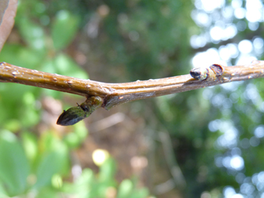 Bourgeons aigus écartés du rameau et présents à l'extrémité d'un pédoncule d'environ 5 mm. Agrandir dans une nouvelle fenêtre (ou onglet)