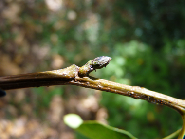 Bourgeons aigus écartés du rameau et présents à l'extrémité d'un pédoncule d'environ 5 mm. Agrandir dans une nouvelle fenêtre (ou onglet)