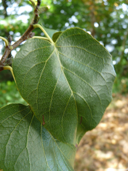 Feuilles alternes, régulièrement denticulées, ovales et en forme de cœur à la base. Agrandir dans une nouvelle fenêtre (ou onglet)