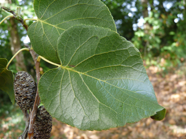 Feuilles alternes, régulièrement denticulées, ovales et en forme de cœur à la base. Agrandir dans une nouvelle fenêtre (ou onglet)