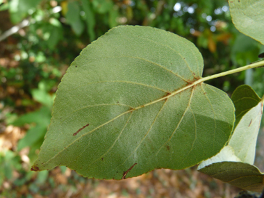 Verso des feuilles. Agrandir dans une nouvelle fenêtre (ou onglet)