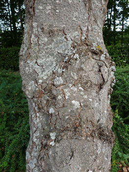 Écorce brun à gris pâle recouverte de lenticelles quand il est jeune. Agrandir dans une nouvelle fenêtre (ou onglet)