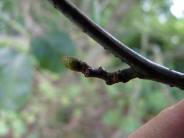 Bourgeons aigus écartés du rameau et présents à l'extrémité d'un pédoncule d'environ 5 mm. Agrandir dans une nouvelle fenêtre (ou onglet)