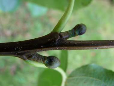 Bourgeons aigus écartés du rameau et présents à l'extrémité d'un pédoncule d'environ 5 mm. Agrandir dans une nouvelle fenêtre (ou onglet)