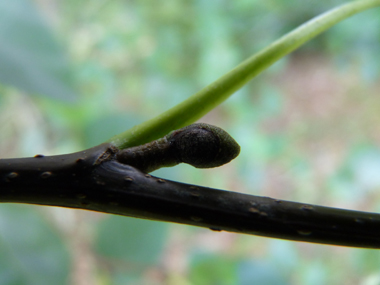 Bourgeons aigus écartés du rameau et présents à l'extrémité d'un pédoncule d'environ 5 mm. Agrandir dans une nouvelle fenêtre (ou onglet)