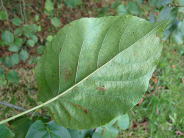 Verso des feuilles. Agrandir dans une nouvelle fenêtre (ou onglet)