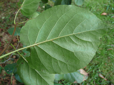 Verso des feuilles. Agrandir dans une nouvelle fenêtre (ou onglet)