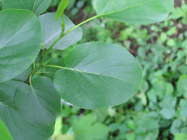 Feuilles alternes, régulièrement denticulées, ovales et en forme de cœur à la base. Agrandir dans une nouvelle fenêtre (ou onglet)