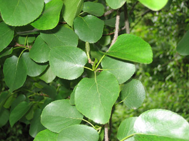 Feuilles alternes, régulièrement denticulées, ovales et en forme de cœur à la base. Agrandir dans une nouvelle fenêtre (ou onglet)